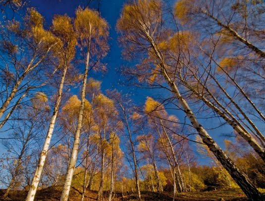 Golden coloured trees against a blue sky