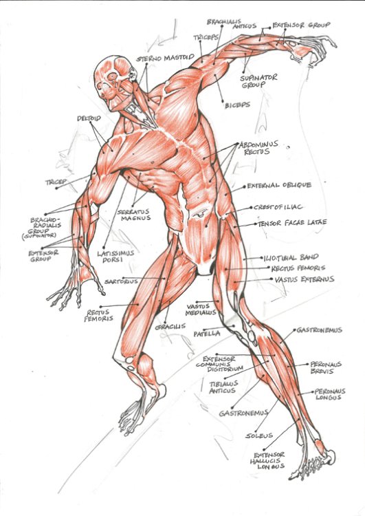 10 steps to improve your figure drawing