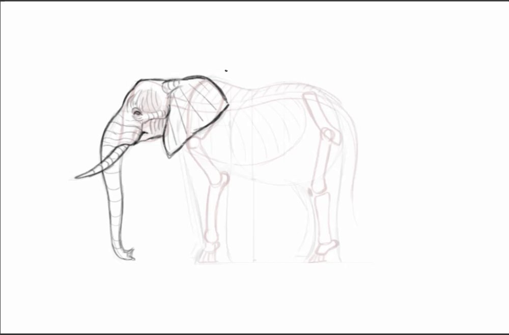 Rough sketch of an elephant's head and bone structure