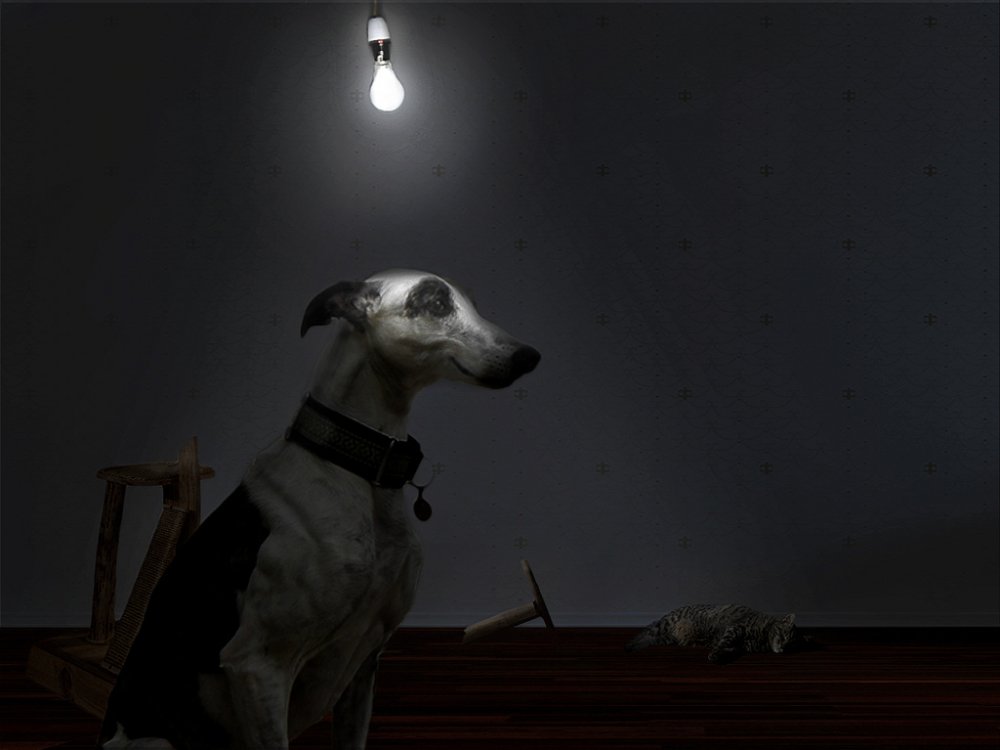 Dog in dark room