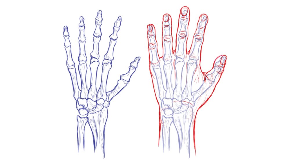 How to draw hands: what's inside?