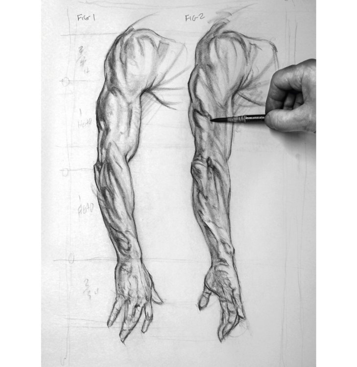 How to draw an arm: Twisting arm muscles