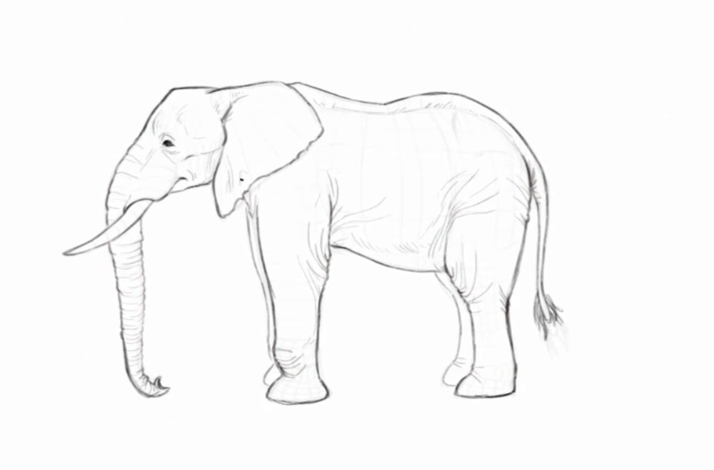 Detailed sketch of an elephant