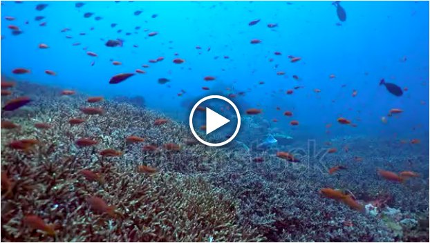 Fish in a coral reef