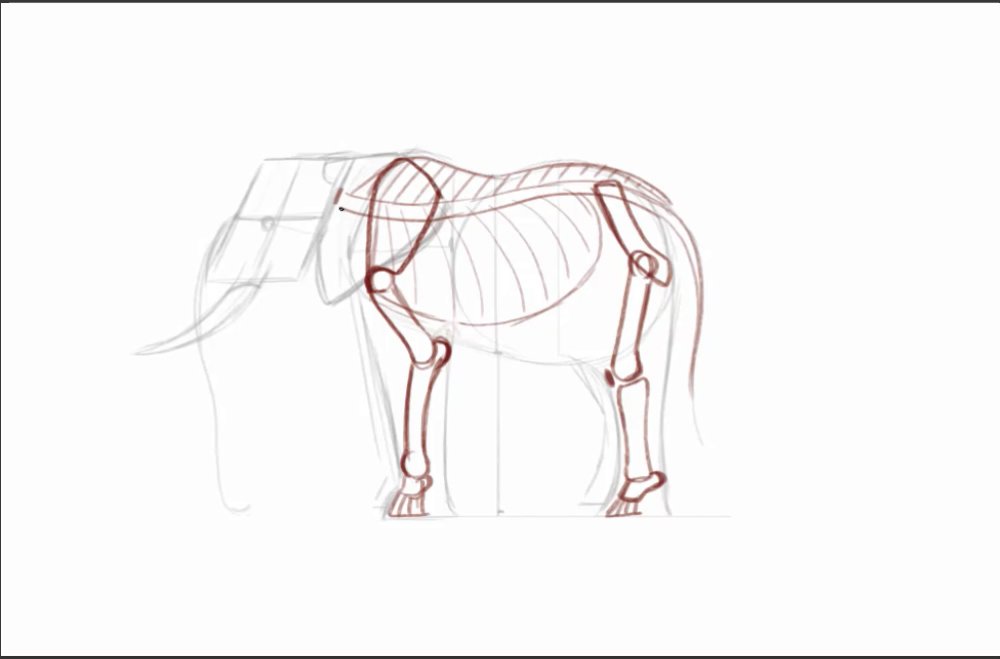 Sketch of elephant skeleton