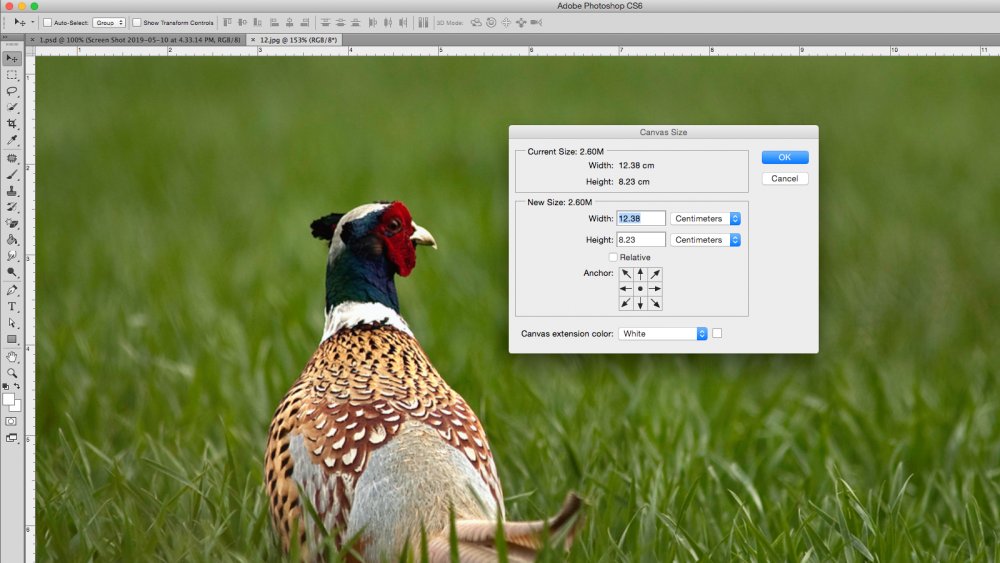 Photo of a pheasant next to the canvas window