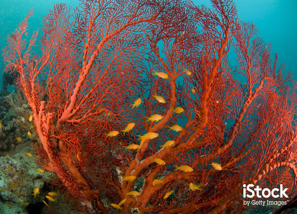 Fish and coral under the sea