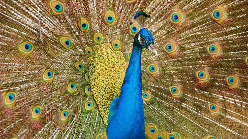 Peacock strutting