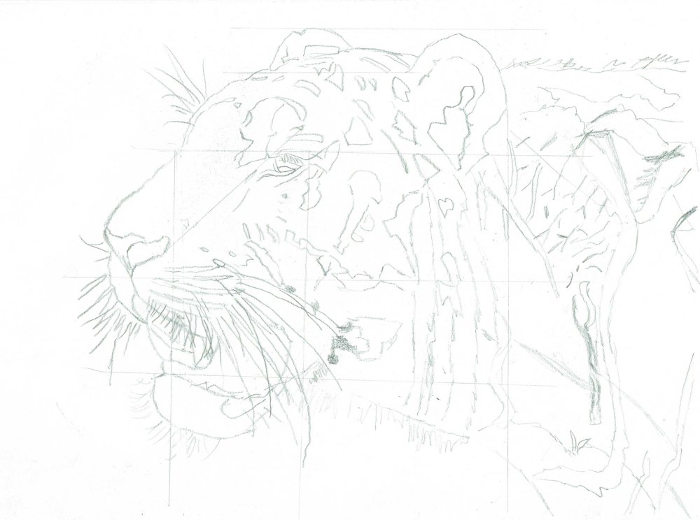 sketch of tiger