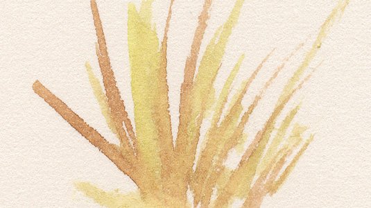 Watercolor techniques: textures