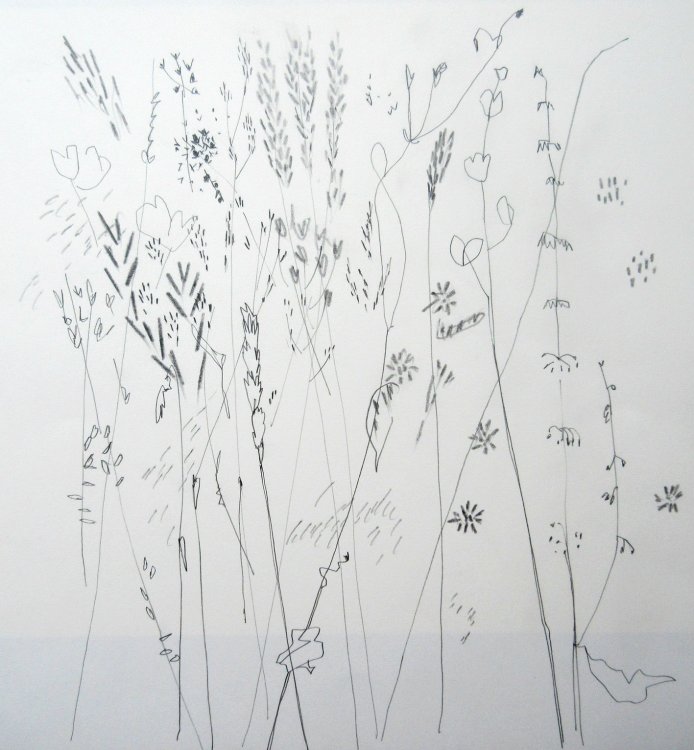 Wild grasses