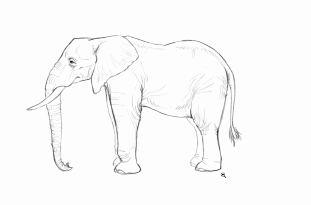 Detailed sketch of an elephant