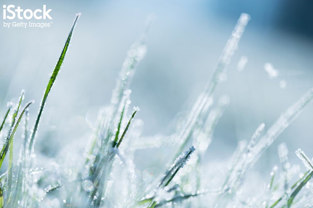 Frosty grass