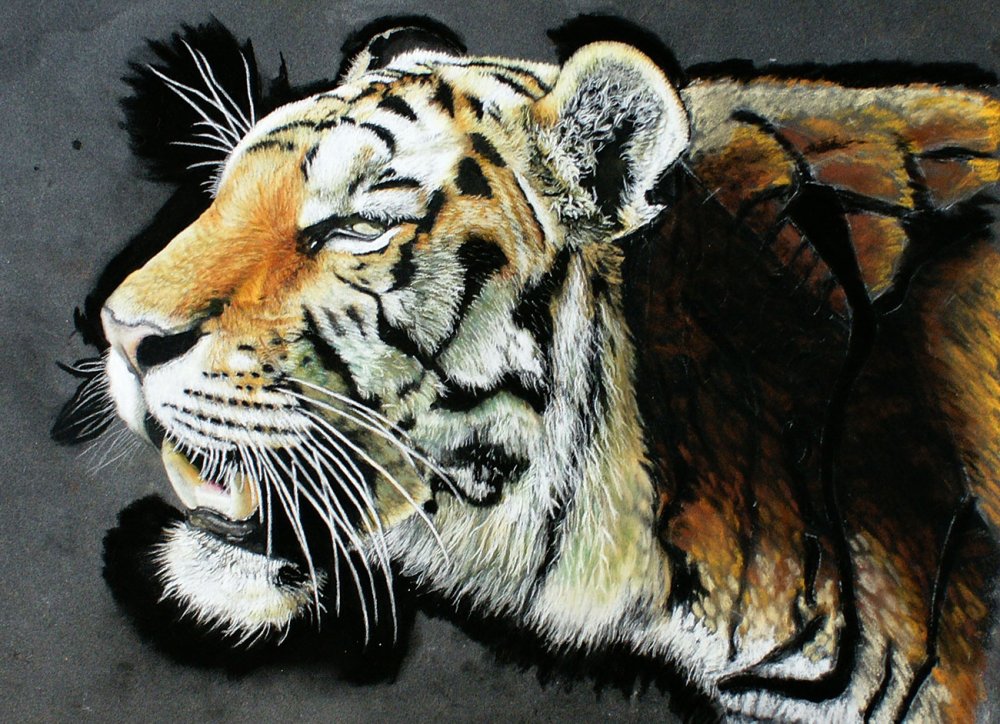 Tiger portrait with hard pastel sticks