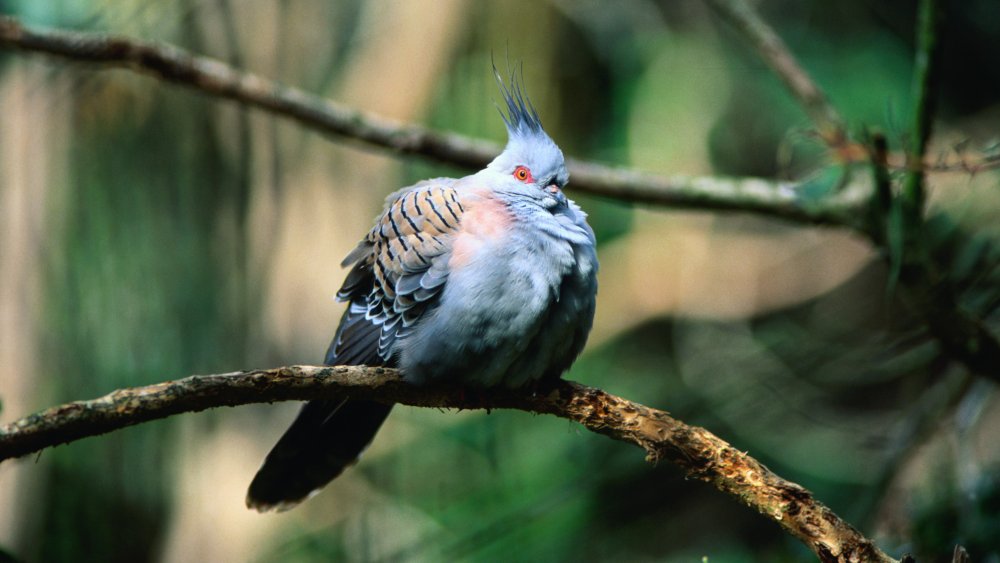 Puffed-up pigeon