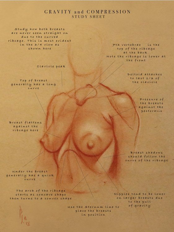 Learn to draw figures: gravity and compression study sheet