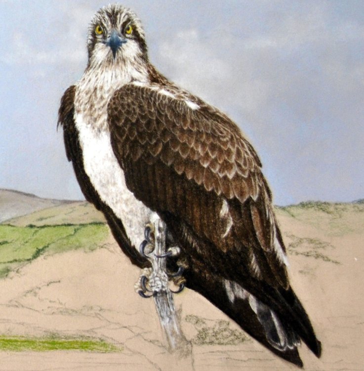 osprey picture