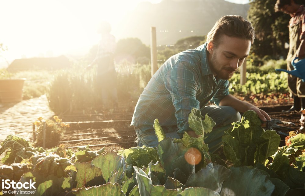 Man harvesting his allotment, from iStock