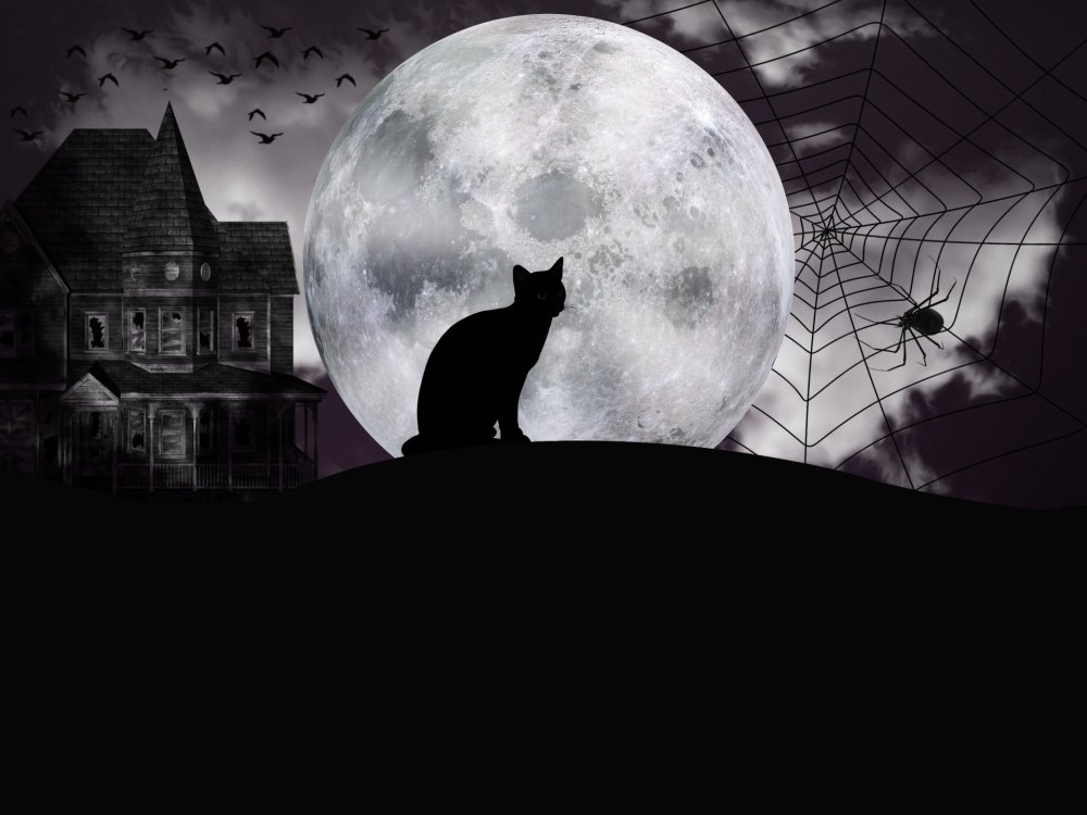 Wallpaper of a cat under a full moon between an old mansion and a cobweb