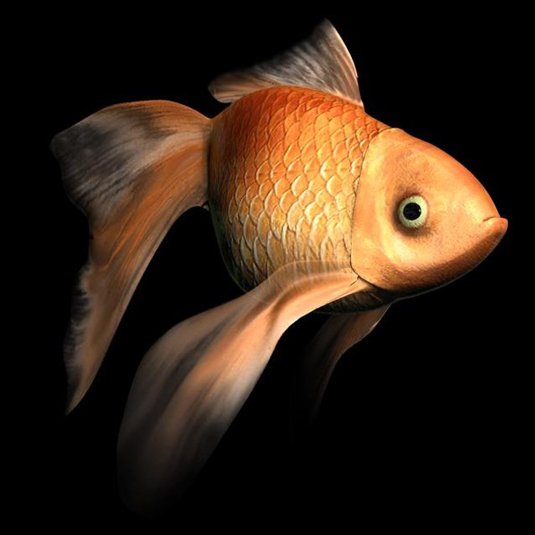 Free 3D models - Goldfish