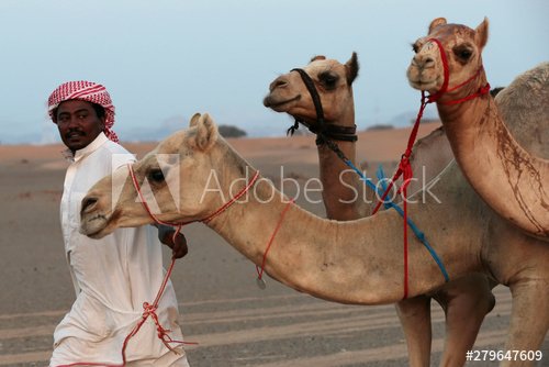 A camel herder walks two camels in the desert